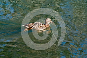 Female Mallard duck swimming walking on Garden Lake.