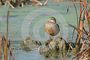 Female mallard duck and a turtle sunning in the fall sun in the Crex Meadows Wildlife Area in Northern Wisconsin