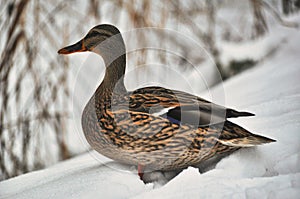 Female mallard duck wades and walks through snowdrifts in winter, brown feathers