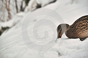 Female mallard duck wades and walks through snowdrifts in winter, brown feathers