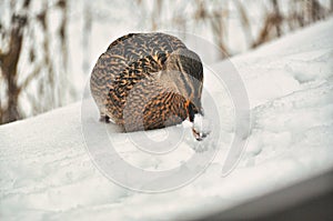 Female mallard duck wades and walks through snowdrifts in winter, brown feathers