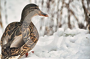 Female mallard duck wades and walks through snowdrifts in winter, brown feathers