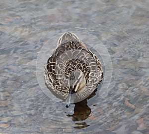 Female mallard duck in Waikato river