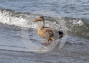 Female Mallard duck walking ashore in Greenlake Park, Seattle, Washington