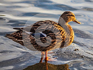 Female Mallard duck on the waters edge