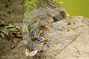 Female mallard duck (wild duck) standing on small rock next to g