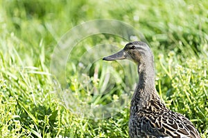 Female mallard duck photo