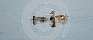 Female Mallard and ducklings swim undisturbed