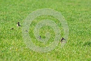 Female mallard ducks in grass photo