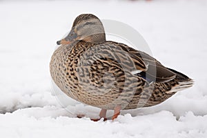 Female Mallard Ducks in the snow