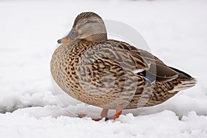 Female Mallard Ducks in the snow photo