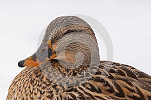 Female Mallard Ducks in the snow photo