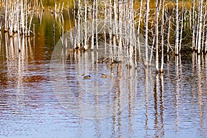 Female mallard ducks swimming around dead tree trunk in the LÃ©on-Provancher Marsh