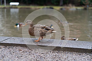 Female mallard ducks walking along pond