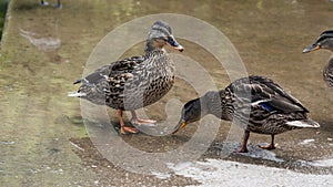 Female mallard ducks in water