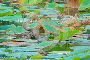 Mallard eats lotus seedpod