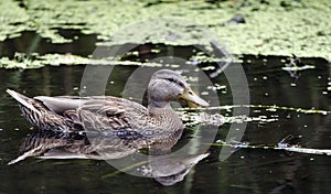 Mallard Duck on duckweed swamp, Sweetwater Wetlands in Tucson Arizona USA