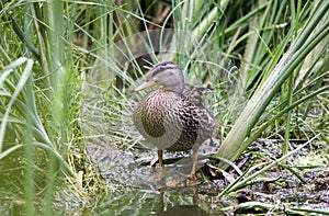 Mallard Duck on cattail pond, Sweetwater Wetlands in Tucson Arizona USA