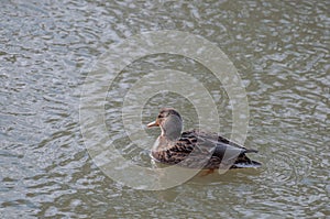 Female mallard on a lake
