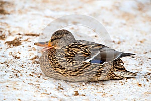 A female mallard lies on the snow in winter near a pond.