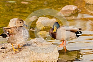 A female mallard with a male on the background