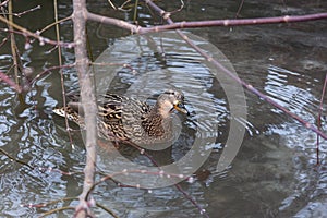 Female mallard in meltwater with a leaf in its beak in early spring on a natural background