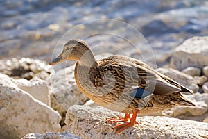 Female mallard, mottled wild duck, with brown speckled plumage a