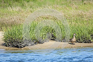 Female Mallard on One Leg and Ribbed Mussels