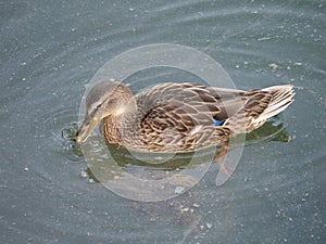 A Female Mallard Paddling in Murky Water