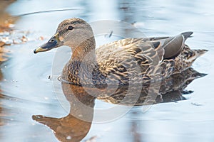 Female mallard in peaceful tranquil waters during early Spring migrations at the Wood Lake Nature Center in Minnesota