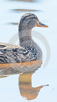 Female mallard in peaceful tranquil waters during early Spring migrations at the Wood Lake Nature Center in Minnesota