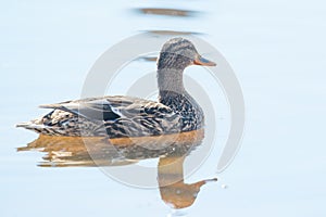 Female mallard in peaceful tranquil waters during early Spring migrations at the Wood Lake Nature Center in Minnesota