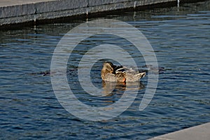 Female mallard in the pond, pecking it`s feathers