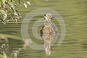 Female mallard preens itself in the pond