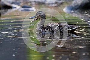Female Mallard Quacking
