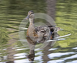 Female Mallard Reflects on Esthetic Ripples