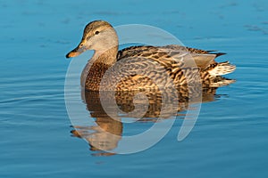 Female mallard resting in a marsh pond