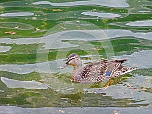 Female Mallard specimen swimming in the green water of the lake photo