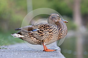 female mallard standing near the duck pond