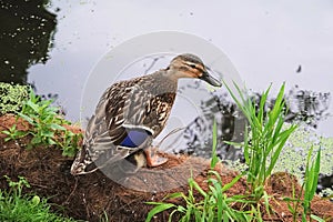 Female Mallard standing over a duckling.