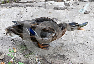 Female mallard stands on the ground and quacks loudly