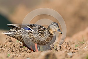 Female Mallard stood on bare ground