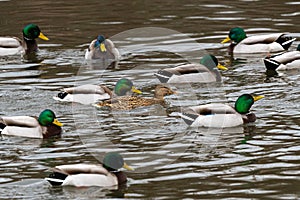 Female Mallard Surrounded by Males