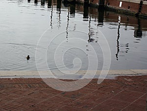 A female mallard swimming along the shore of the Inner Harbor of Baltimore, Maryland