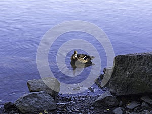 Female mallard swimming on a blue waves