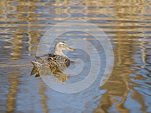 female mallard swimming on placid lake