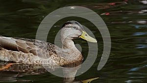 a female mallard swims in the dark water of a pond while feeding. Close-up of a duck