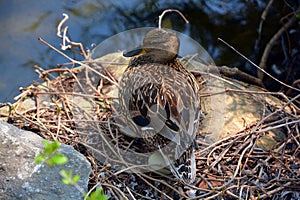 Female mallard taking care of her eggs in spring saison