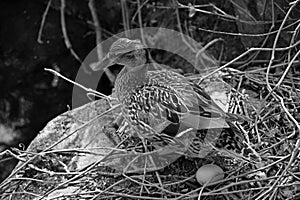 Female mallard taking care of her eggs in spring saison photo