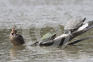 Female Mallard and Three Turtles - Texas